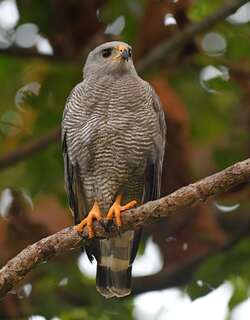 灰鵟 / Grey Hawk / Buteo plagiatus