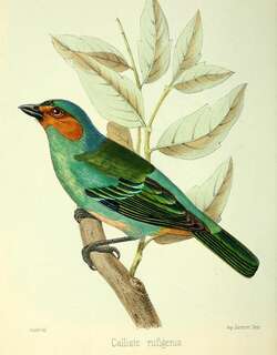 棕颊唐加拉雀 / Rufous-cheeked Tanager / Tangara rufigenis