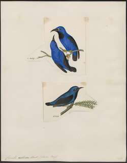 短嘴旋蜜雀 / Short-billed Honeycreeper / Cyanerpes nitidus