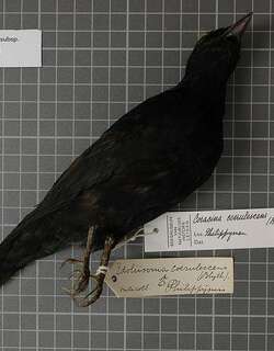 菲律宾黑鹃鵙 / Blackish Cuckooshrike / Edolisoma coerulescens