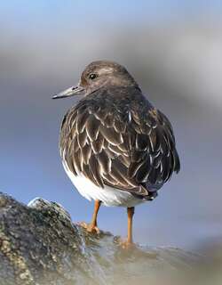 黑翻石鹬 / Black Turnstone / Arenaria melanocephala