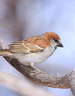 棕麻雀 / Great Sparrow / Passer motitensis