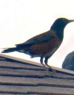 伊岛鸫 / Izu Thrush / Turdus celaenops