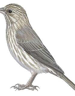 也门丝雀 / Yemen Serin / Crithagra menachensis