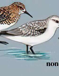 三趾鹬 / Sanderling