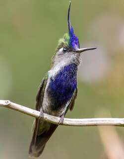 紫胸凤头蜂鸟 / Green-crowned Plovercrest / Stephanoxis lalandi