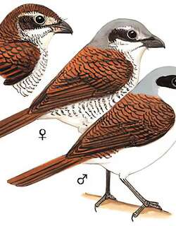 虎纹伯劳 / Tiger Shrike / Lanius tigrinus