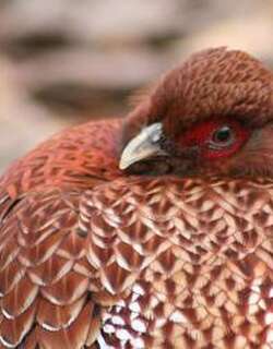 铜长尾雉 / Copper Pheasant / Syrmaticus soemmerringii