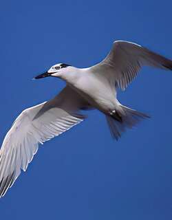 白嘴端凤头燕鸥 / Sandwich Tern / Thalasseus sandvicensis