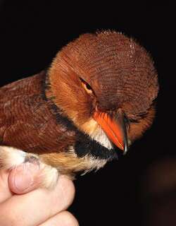 领蓬头䴕 / Collared Puffbird / Bucco capensis