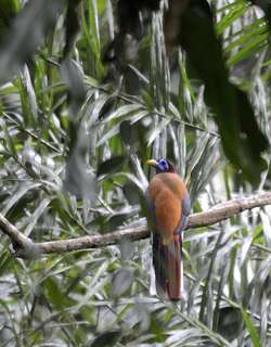 粉胸咬鹃 / Philippine Trogon / Harpactes ardens