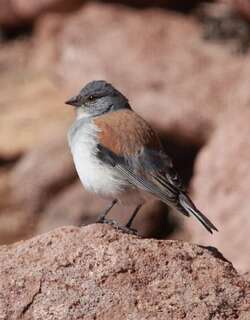 红背岭雀鹀 / Red-backed Sierra Finch / Idiopsar dorsalis