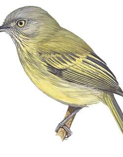 乔氏哑霸鹟 / Johannes’s Tody-Tyrant / Hemitriccus iohannis