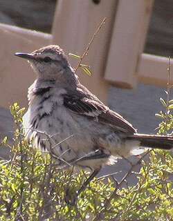 白斑小嘲鸫 / White-banded Mockingbird / Mimus triurus