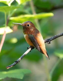 棕煌蜂鸟 / Rufous Hummingbird / Selasphorus rufus