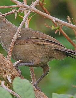 鳞羽鸫鹛 / Scaly Babbler / Turdoides squamulata