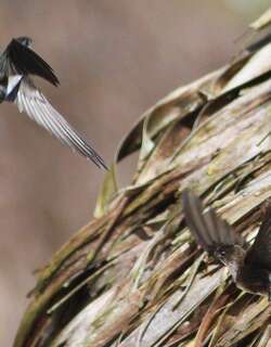 西印棕雨燕 / Antillean Palm Swift / Tachornis phoenicobia