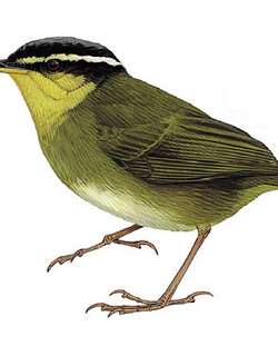 纽氏丛莺 / Neumann’s Warbler / Urosphena neumanni