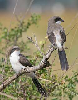东非长尾伯劳 / Long-tailed Fiscal / Lanius cabanisi