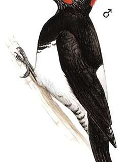 白腹黑啄木鸟 / White-bellied Woodpecker / Dryocopus javensis