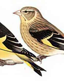 高山金翅[雀] / Yellow-breasted Greenfinch