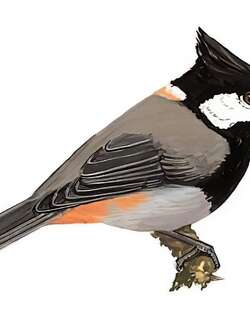 棕枕山雀 / Rufous-naped Tit / Periparus rufonuchalis