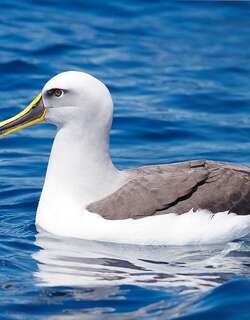 新西兰信天翁 / Buller’s Albatross / Thalassarche bulleri
