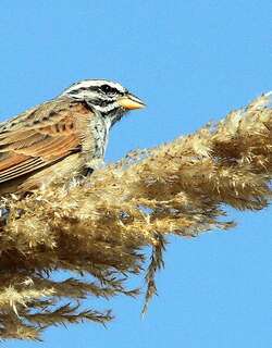 黑纹鹀 / Striolated Bunting / Emberiza striolata