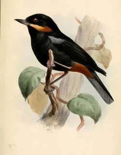 须刺花鸟 / Moustached Flowerpiercer / Diglossa mystacalis