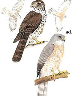 褐耳鹰 / Shikra / Accipiter badius