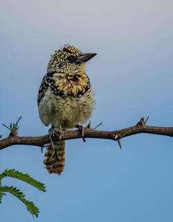 东非拟啄木 / D’Arnaud’s Barbet / Trachyphonus darnaudii