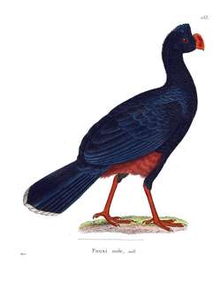 阿拉戈盔嘴雉 / Alagoas Curassow / Mitu mitu