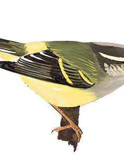 灰喉柳莺 / Ashy-throated Warbler / Phylloscopus maculipennis