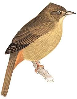 灰眼短脚鹎 / Grey-eyed Bulbul / Iole propinqua