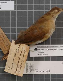 桂红短翅莺 / Cinnamon Bracken Warbler / Bradypterus cinnamomeus