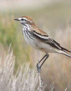 锈背蒙霸鹟 / Rusty-backed Monjita / Xolmis rubetra