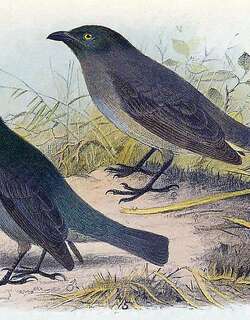 绿头辉椋鸟 / Tasman Starling / Aplonis fusca