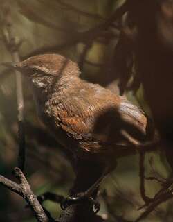 乌尾卡纳灶鸟 / Dusky-tailed Canastero / Pseudasthenes humicola