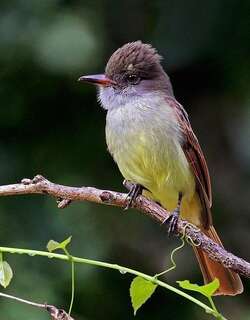 棕尾蝇霸鹟 / Rufous-tailed Flycatcher / Myiarchus validus