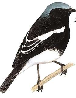 蓝头红尾鸲 / Blue-capped Redstart / Phoenicurus coeruleocephala