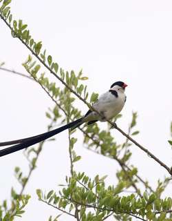针尾维达雀 / Pin-tailed Whydah / Vidua macroura