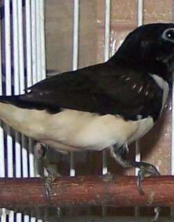 鹊文鸟 / Magpie Mannikin / Spermestes fringilloides