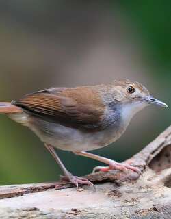 白胸雅鹛 / White-chested Babbler / Pellorneum rostratum