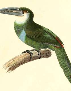 蓝斑巨嘴鸟 / Blue-banded Toucanet / Aulacorhynchus coeruleicinctis