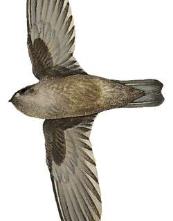菲律宾金丝燕 / Philippine Swiftlet / Aerodramus mearnsi