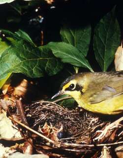 黄腹地莺 / Kentucky Warbler / Geothlypis formosa