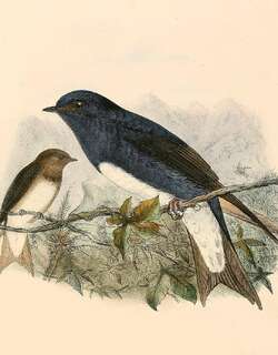 加勒比崖燕 / Caribbean Martin / Progne dominicensis