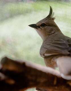 西啸冠鸫 / Chiming Wedgebill / Psophodes occidentalis