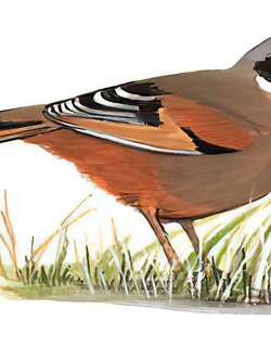 杂色噪鹛 / Variegated Laughingthrush / Trochalopteron variegatum