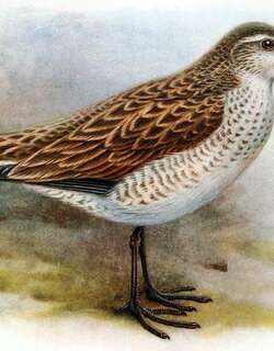 圣诞岛鹬 / Kiritimati Sandpiper / Prosobonia cancellata